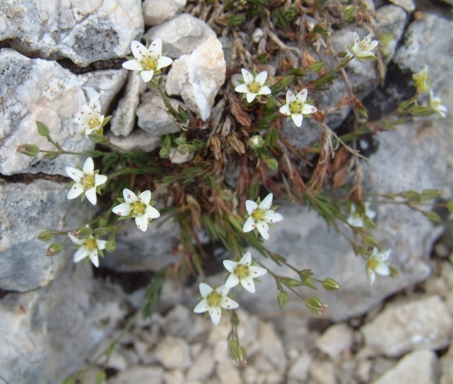 sassifraga? no, Minuartia verna